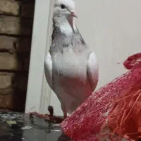 کفتر طوقی|پرنده|فسا, |دیوار