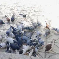 حراج کبوتر نر و ماده|پرنده|فردوس (خراسان), |دیوار