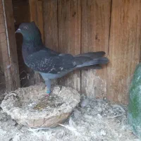 کفتر کبوتر|پرنده|قم, ولیعصر|دیوار