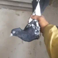 رنگه جفتگاه|پرنده|قوچان, |دیوار