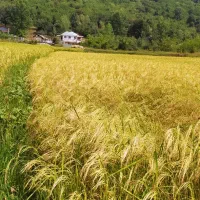 برنج علی کاظمی و هاشمی