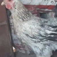 مرغ تخم گذار