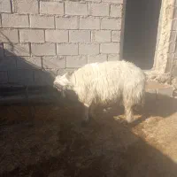 قوچ تخمی|حیوانات مزرعه|ایذه, |دیوار