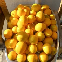 لیمو ترش تازه چین