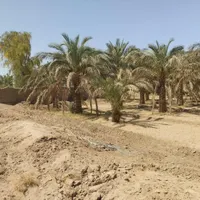 فروش باغ خرما4500مترداخل بلواردونبش معامله هم میشه|فروش دفتر صنعتی، کشاورزی، تجاری|زاهدان, |دیوار