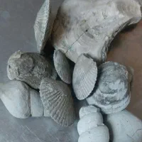 فسیل قدیمی|کلکسیون اشیاء عتیقه|اهواز, سپیدار|دیوار