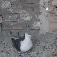 کفتر ساده سیاه