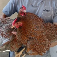 تخم نطفه دار ویاندوت|حیوانات مزرعه|قائمشهر, |دیوار