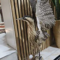 پرنده مصنوعی