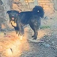 نر ۱۲ماهه شیش دنگ شیش دنگ