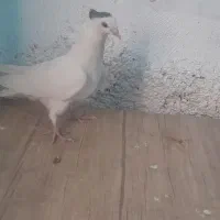 نرگل پنبه ای