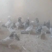 کفتر سرنجی اصل چاقچول|پرنده|قم, نیروگاه|دیوار
