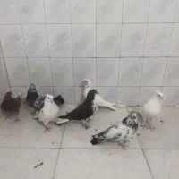 کبوتر پرشی رنگی