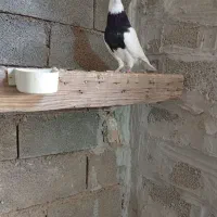 طوقی سیاه|پرنده|امیدیه, |دیوار