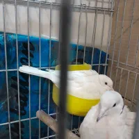 کبوتر تزئینی