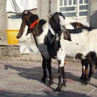 بزو کهره پازن|حیوانات مزرعه|شیراز, دارالرحمه|دیوار