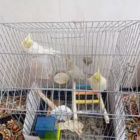 عروس هلندی|پرنده|قم, شهر قائم|دیوار