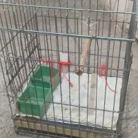 قفس ابعاد 40*30 ارتفاع 50