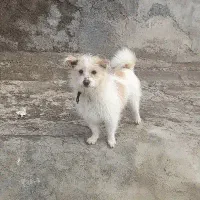 سگ‌ پاکوتاه
