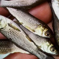 ماهی قرمز ماهی امور وکوی|ماهی|تهران, ترمینال غرب|دیوار