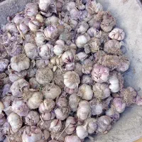 سیر
