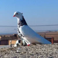 قرعه کشی کبوتر عتیقه