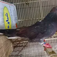 دم سفید مهر.کفترپرشی قاره دم سفی سبزدم سفید|پرنده|تهران, بیسیم|دیوار