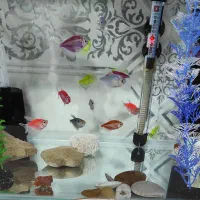 آکواریوم بدون ماهی