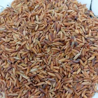 فروش شلتوک(چلتوک)