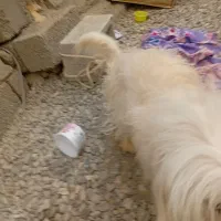 سگ خانگی تمیز وسالم|سگ|میناب, |دیوار