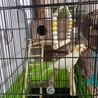 عروس هلندی|پرنده|تهران, شهرک رضویه|دیوار