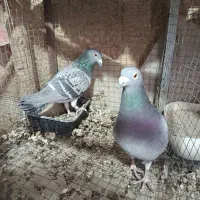 پلاکی مسافتی|پرنده|پیر بکران, |دیوار