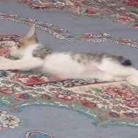 بچه گربه