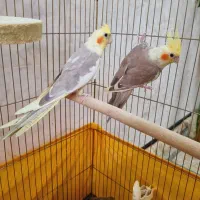 جفت عروس هلندی نرو ماده با قفسو لوازم|پرنده|قرچک, شهرک طلائیه|دیوار