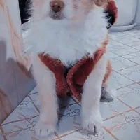 سگ نژاد اشپیتز گوش افتاده