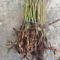 فروش نهال ریشه دار گل محمدی