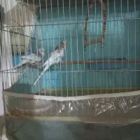 دو جفت مرغ عشق