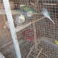 مرغ عشق عروس هلندی|پرنده|خاش, |دیوار