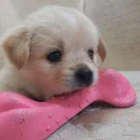 سگ اشپتز با اصل نصب