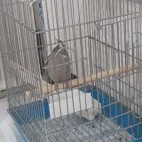 عروس هلندی|پرنده|برخوار, |دیوار