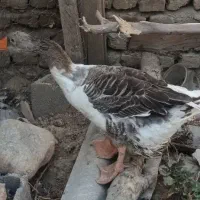 غاز ماده سالم