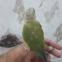 طوطی گرینچیک