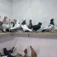 کبوتر پرشی هم جفتی|پرنده|اسفرورین, |دیوار