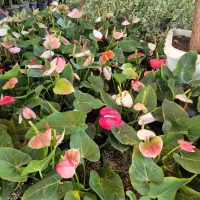 گل آنتریوم قیمت تولیدی|گل و گیاه طبیعی|بیرجند, |دیوار