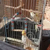 ۳تا عروس هلندی یه جفت و یه نر.همه دستی|پرنده|کردکوی, |دیوار