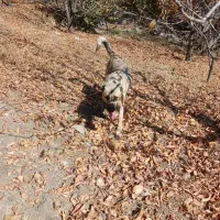 سگ ماده یه ساله معاوضه دارم