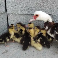 جوجه اردک اسراییلی نژاد درشت