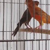 فروش قناری شتری و سرخ نر و ماده