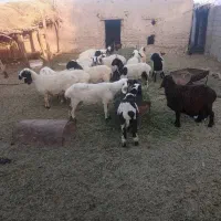 تعداد ۱۵عدد گوسفند همه باهم کوچک و بزرگ دونه ۳۵