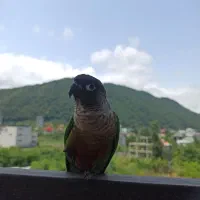 طوطی گرینچیک سبز